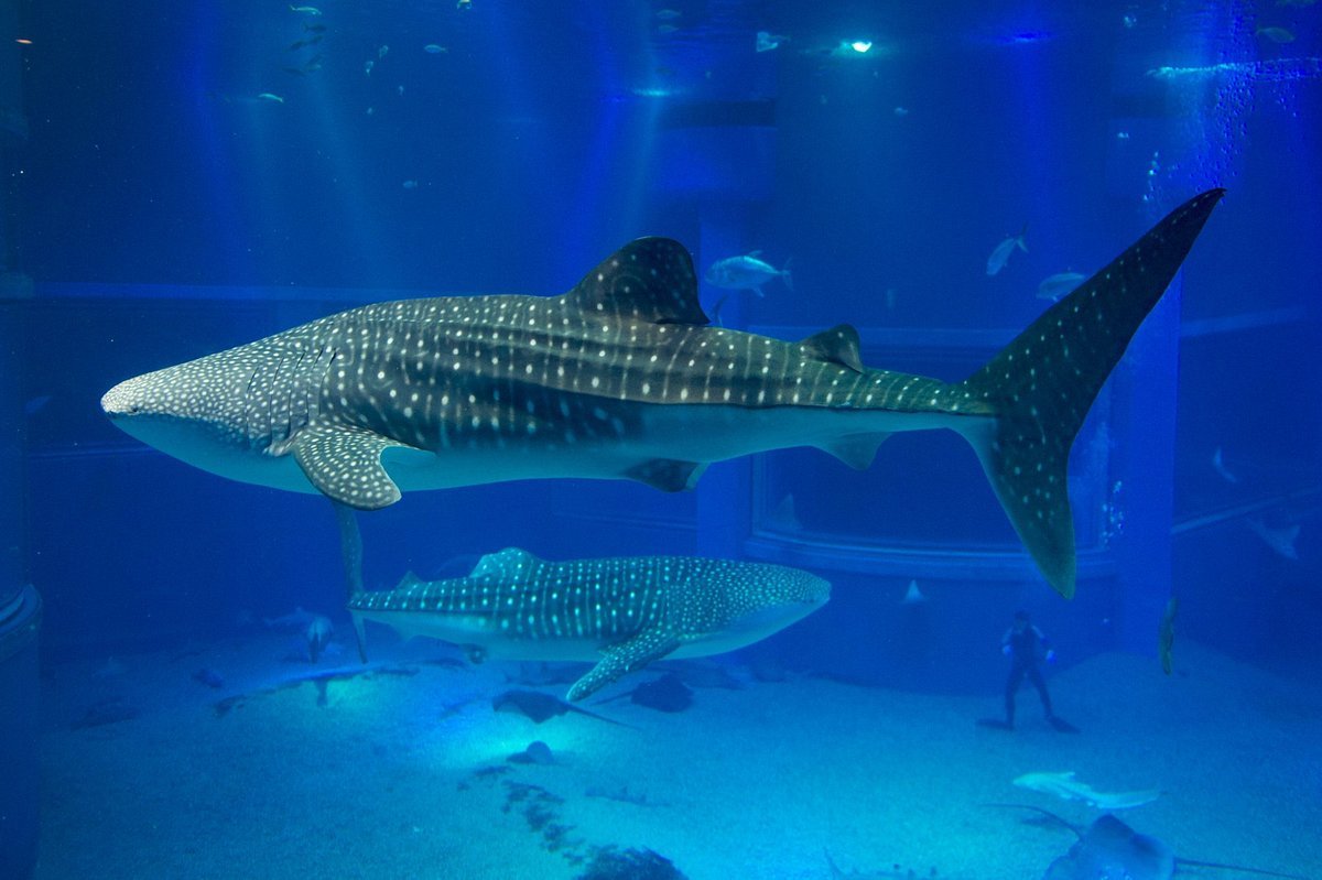 🎡 텐포잔 하버 빌리지 이미지 3